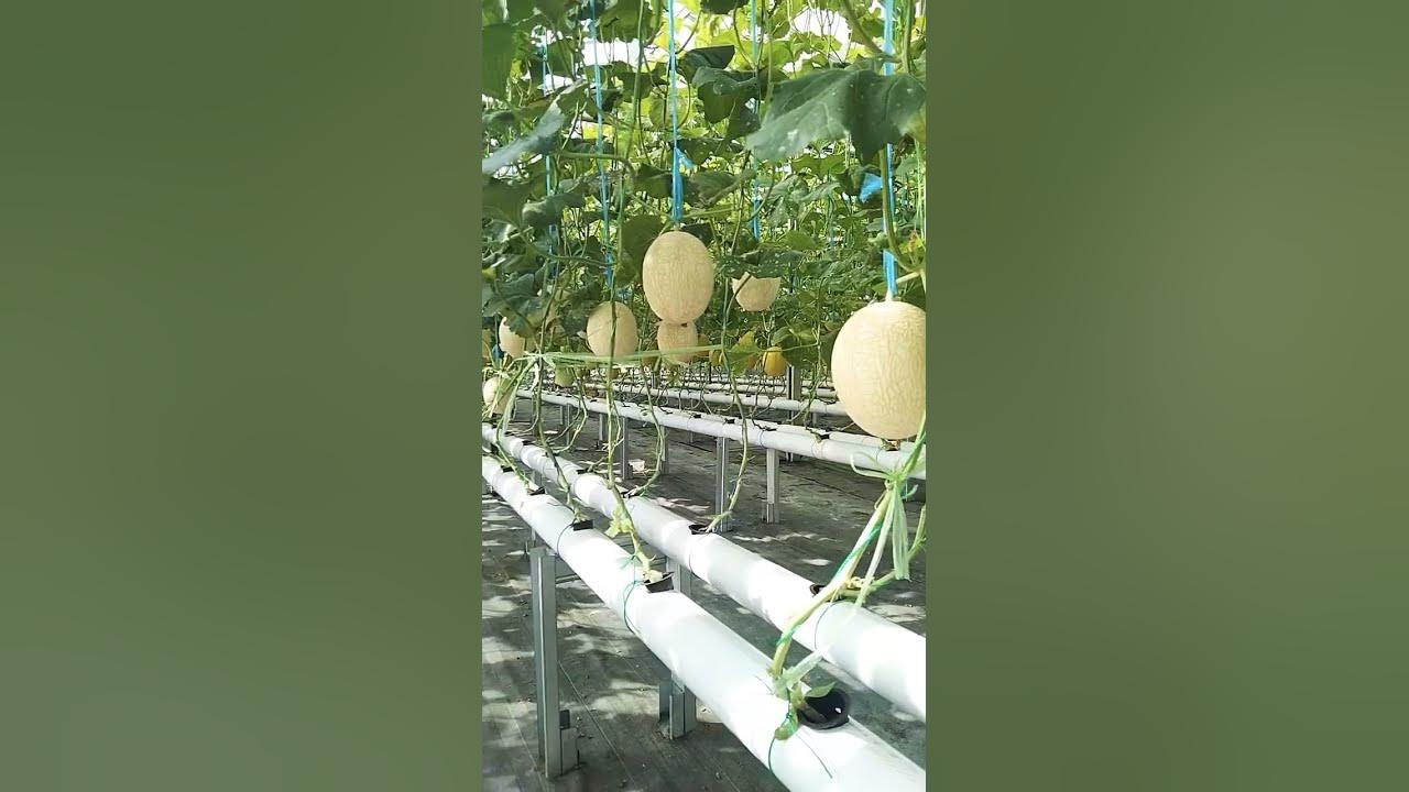 Budidaya Buah Melon Hidroponik Sistem NFT #short #melonsweet
