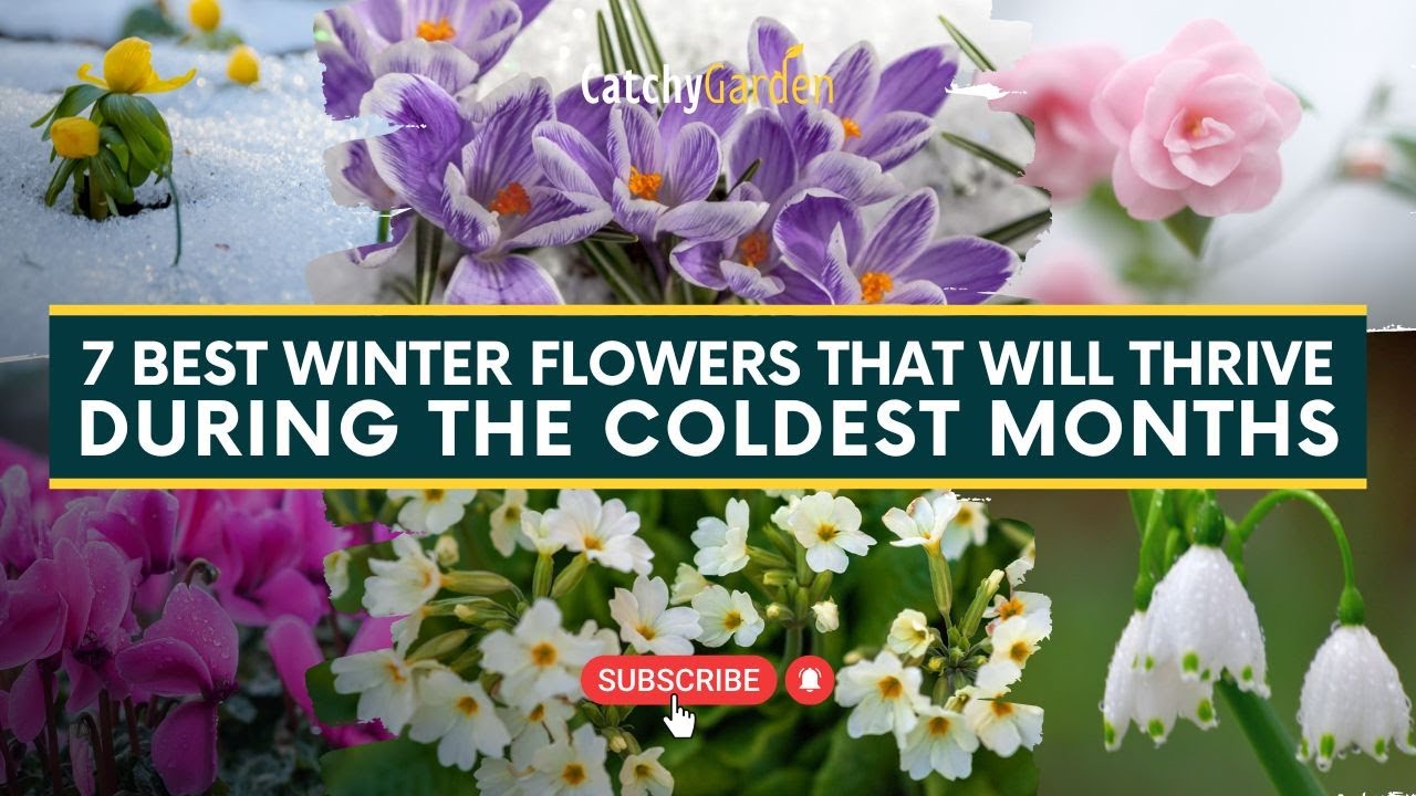 7 Winter Flowers That Thrive in the Cold