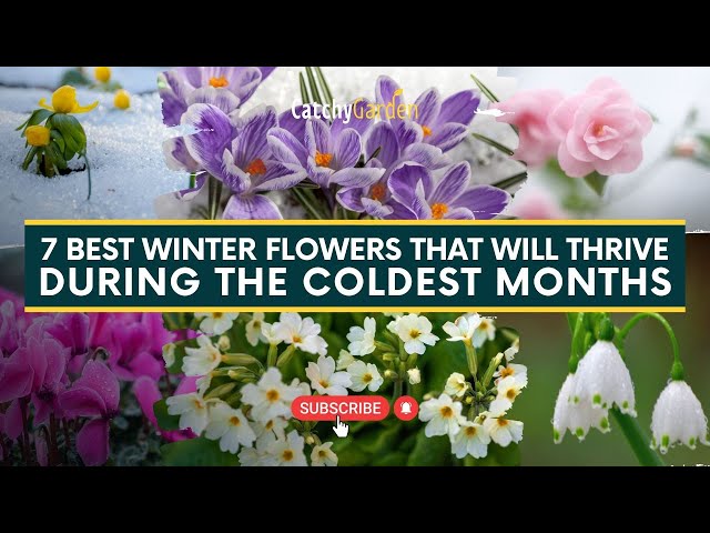 Winter Flowers That Thrive During The Coldest Months Of The Year, by Piece  Of Paper