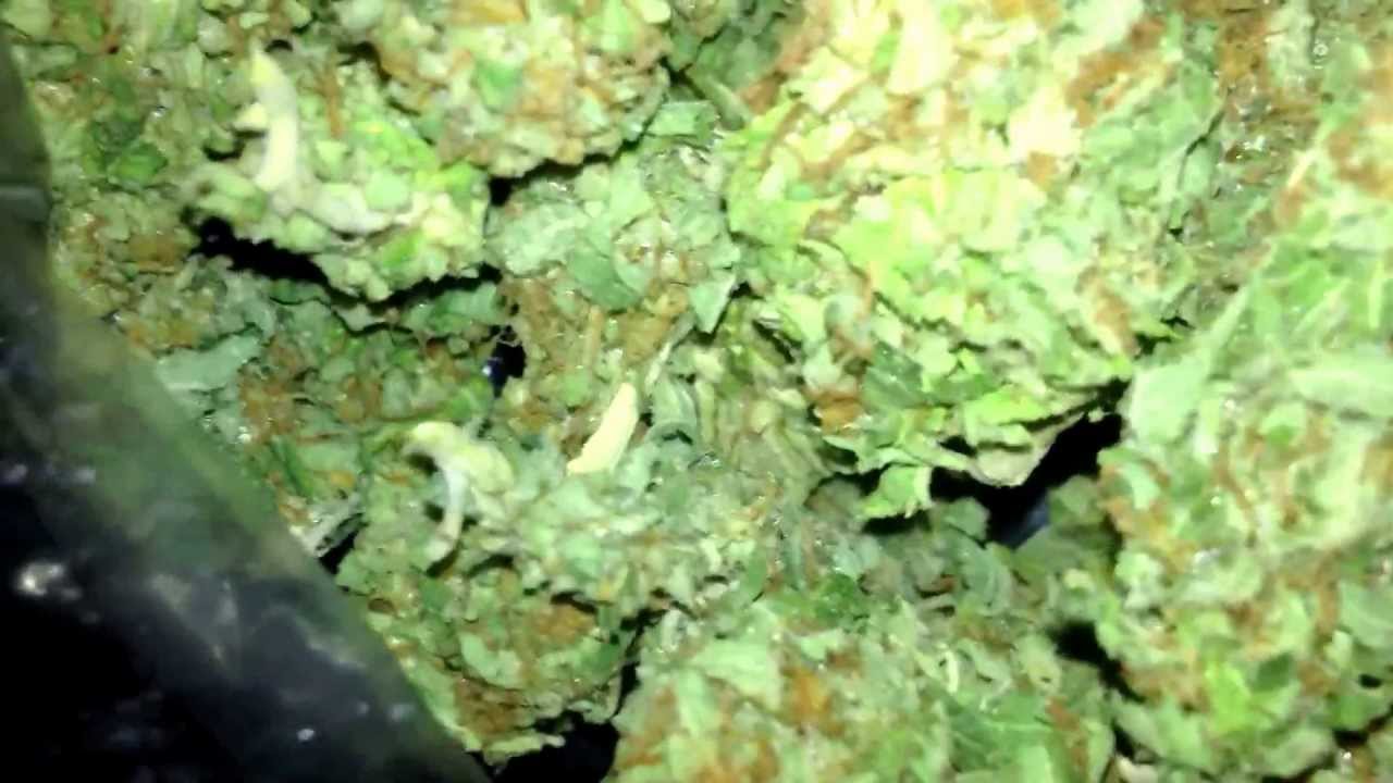 Knockout kush (Killa Kush X Herijuana)