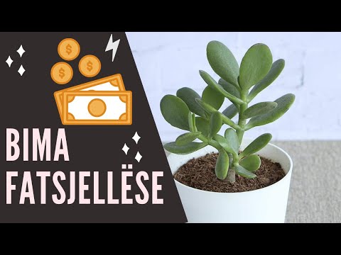 Video: Rritja e një peme bonsai me mollë: të gjitha hollësitë dhe truket