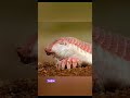 meet the Pink fairy armadillo #wildlife #animals #animalfacts #nature