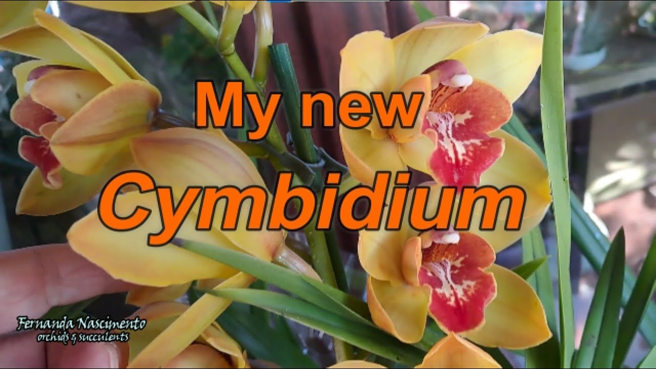 Мой новый цимбидиум // Уход перед посадкой в ​​грунт 🌺🍂🌿 ​​ЛЕГЕНДЫ на ПОРТУГАЛЬСКОМ