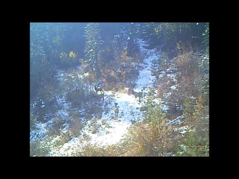 Trail Camera Video Jan 16, 2023