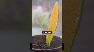Never Throw Leaves Of These Plants Theyll Grow propagation shorts gardeningtips