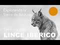 Como explorar la Sierra de Andújar, territorio del Lince Ibérico.