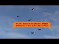 Wood pigeon hunting with Baschieri & Pellagri cartridges