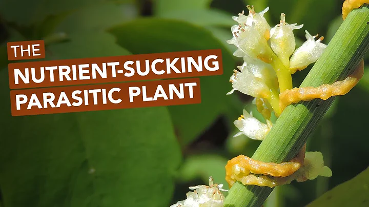 The Nutrient-Sucking Parasitic Plant Known As Devil's Guts, Strangle Weed, & Love Vine - DayDayNews