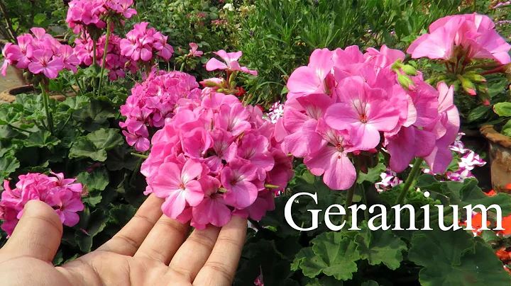 Geranium Plant || Geranium Flower Plant Care || How To Grow Geraniums in Pots - DayDayNews