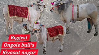Biggest Ongole bull's in Riyasath nagar Hyderabad | Bade janwar available in Hyderabad