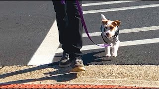 Dog Training, Oliver, Jack Russell, Day 9: Big Box Store | Train Dog Park | Downtown | Blue Ridge GA