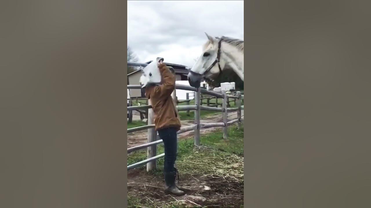 Дог и лошадь. Реакция иностранцев на песню конь. #10песенатомныхгородов - новогодний выпуск. Конь реакция иностранцев. Конь реакция иностранцев.