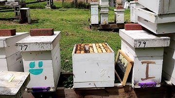 Plastic, Wax, Starter Strips Must See Part 3