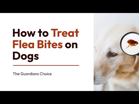 Video: 3 Ways to Treat Flea Bites