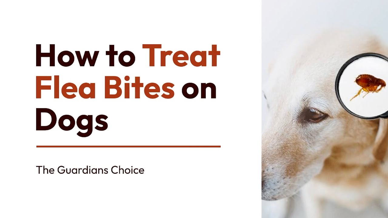 3 Simple Ways to Treat Flea Bites on Dogs | How to Treat Flea Bites on ...