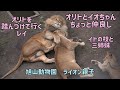 旭山動物園　ちょっと仲良しなオリトとイオちゃん　娘を鍛えるイオママ　オリトを踏んづけて行くレイ　イトの枝　ライオン親子　Orito & Io family　Lion family