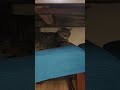 My cat Debra