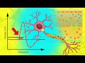 Understanding Action Potentials