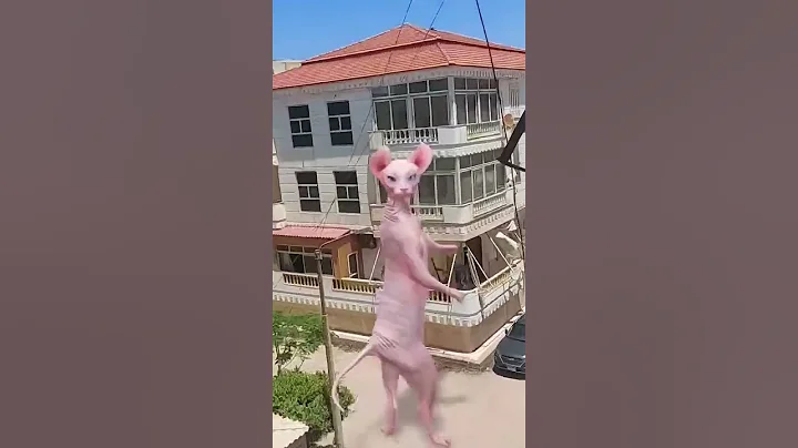 Video 9928351: cat dance funny sphynx, sphynx cat explore, cats catlovers meowing, lovely cats meowing
