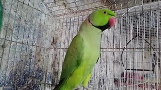 Ringneck green Parrot Mithu ?