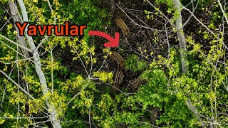 Domuzlar Yavrularini Çok Strateji̇k Savundular ~ Köpekler Büyük Ri̇sk Aldilar