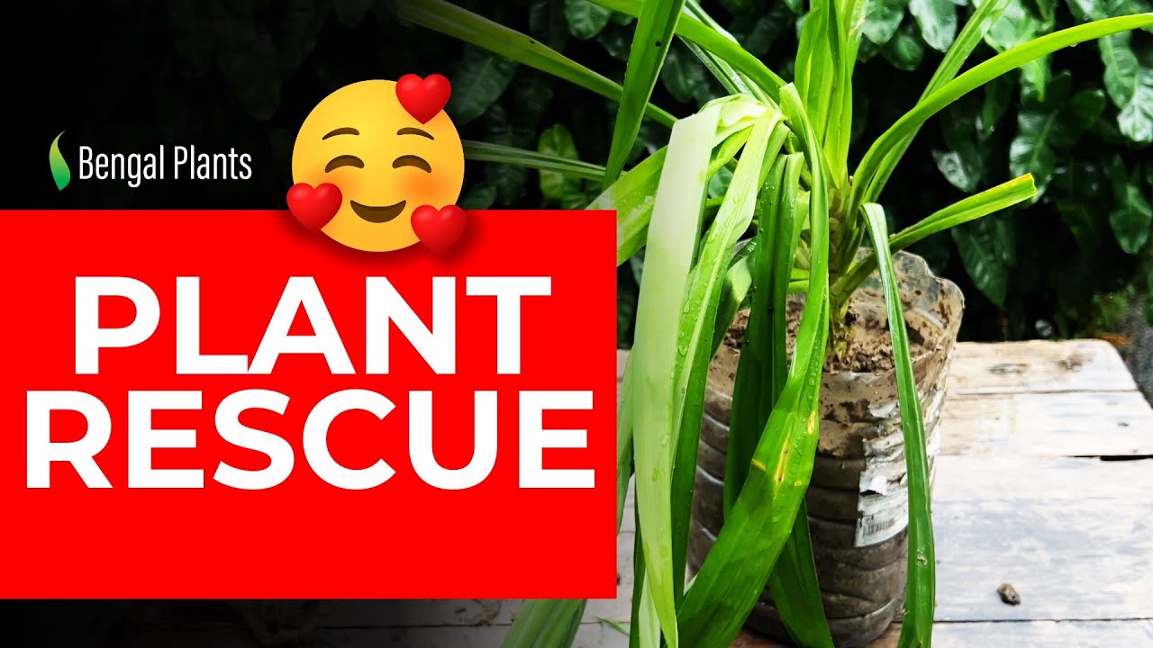 PLANT RESCUE - Found a couple of plants on the street. 