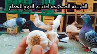 الطريقه الصحيحه لتقديم الثوم للحمام