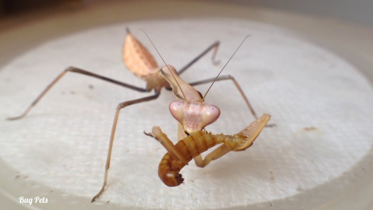 Bug Pets - YouTube