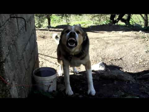 Βίντεο: Γαβγίζουν οι βοσκοί της Ανατολίας;