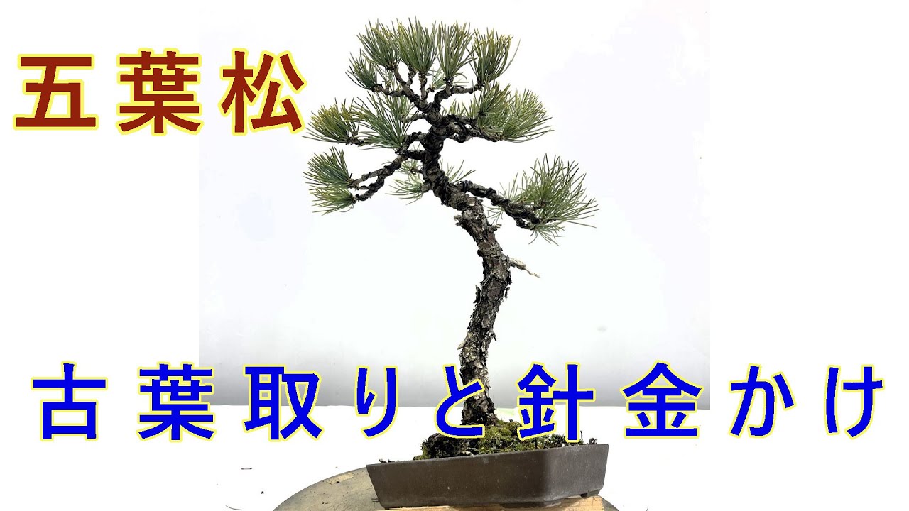 盆栽初心者向け 五葉松の手入れ - YouTube