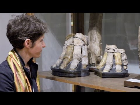 Video: Clefthoof Europeo - Proprietà E Applicazione Del Mammut Europeo