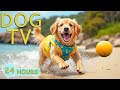 DOG TV Video Relaxing Anti Anxiety For Dogs While Home Alone Best Entertain Music For Dogs 