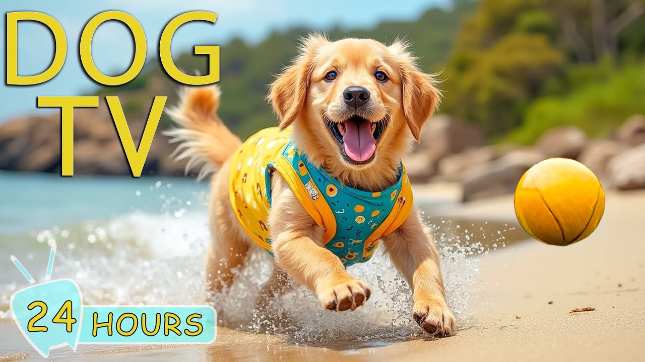 DOG TV: Video Relaxing & Anti Anxiety for Dogs While Home Alone - Best Entertain Music for Dogs