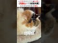 🇯🇵日本貓咪站長和🇹🇼台灣人,拯救差點廢棄鐵道驚喜「爆紅」!! #TAMA #CAT #和歌山駅 #車站 #駅 #駅長さん #駅長 #貴志駅 #貴志 #台湾 #猫の電車 #貓咪電車 #貴志川線
