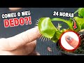 DEIXEI Meu DEDO DIGERINDO na PLANTA CARNÍVORA 24 HORAS!!! E ISSO ACONTECEU!!