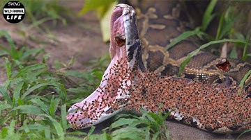 Moments! These Ants Eat Pythons, Scorpions And Everything That Moves Nearby | Animals Fight