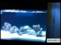 Red Sea Max 250 (5) Setup #4 Moving a few things