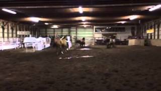 Crazy horses running and bucking