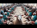 How to fattailed sheep bring uzbek farmers 100000  sheep farm