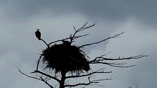 Eagle in North Aurora, IL