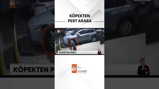 Köpekler Aracı Parçaladı