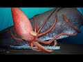 This Is The Weirdest Creature On The Planet And It Gives You Goosebumps