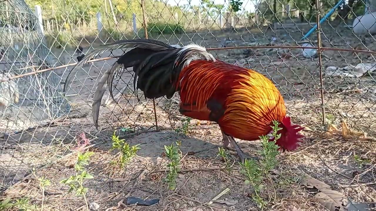 เสียงไก่ต่อหูขาวไก่ใหม่/จ่อยคนตีผึ้ง