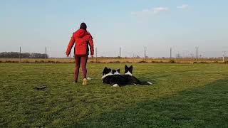 Očekivanja nakon završenog osnovnog tečaja poslušnosti za pse by Ellany Ipša - Border Collie Hyper Paw kennel 249 views 1 year ago 3 minutes, 57 seconds