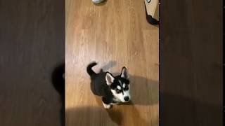 Husky puppy talking back
