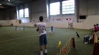 Pixel's Agility Debut day 2!