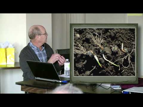 Video: Diseases Of Garlic. Part 3