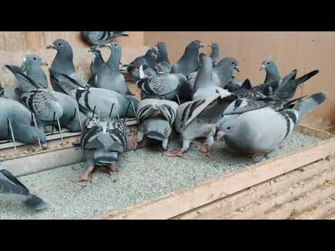 Video: De Ce Porumbelul Face Pași