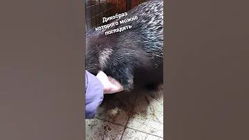 отличное видео дикобраз ручной которого можно погладить