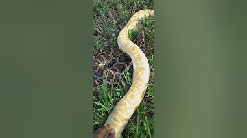 Burmese python handling outside 💯‼️ Kpreptiles